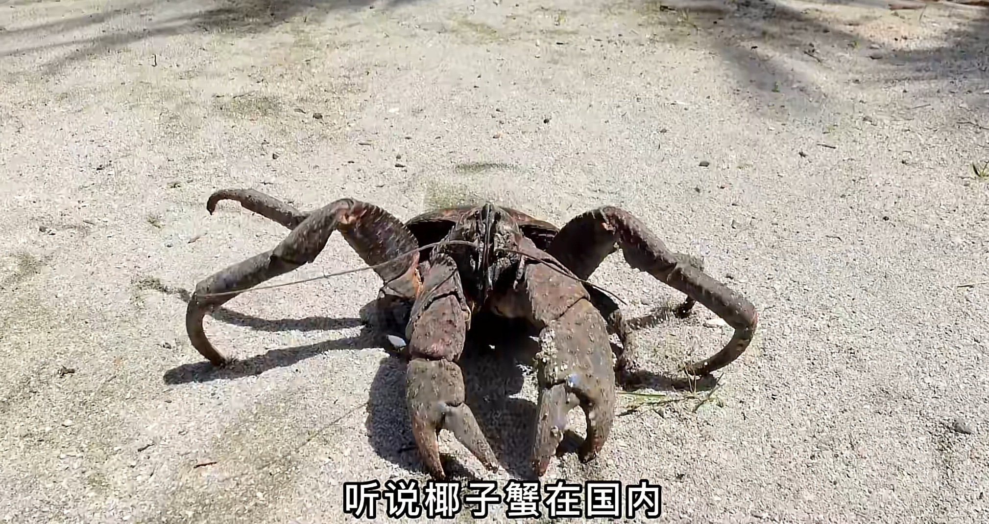 ok哥环球探海记图5
