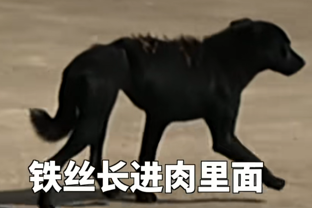 老疯杨图3