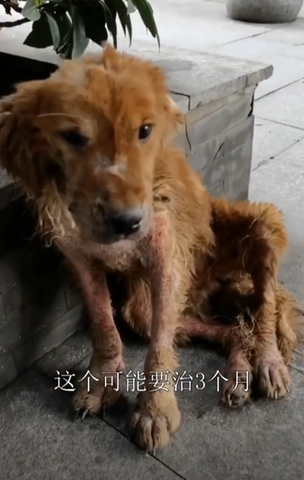 老疯杨图5