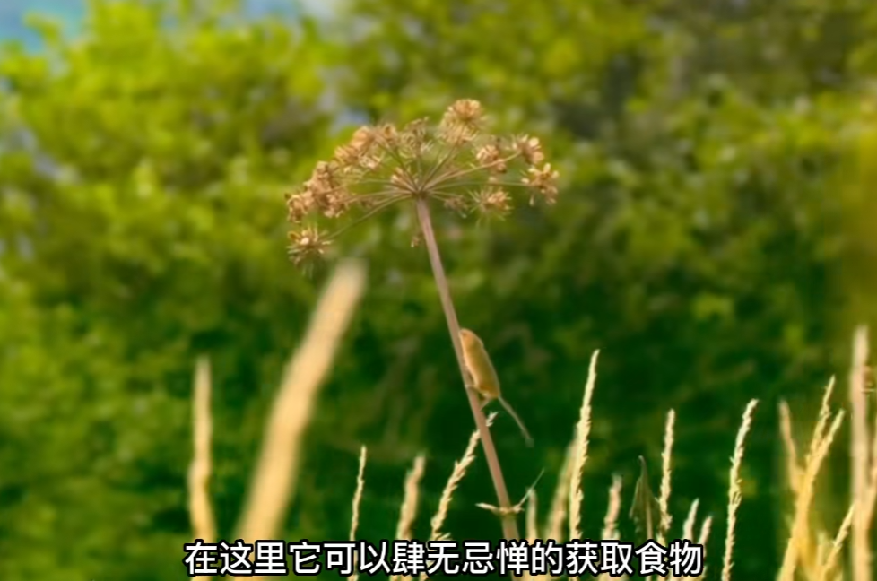 维C动物园图3