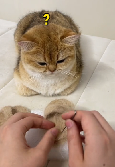 牛奶是只猫图2