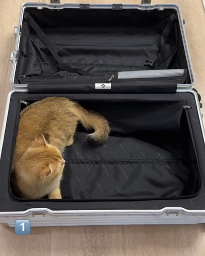 牛奶是只猫图3