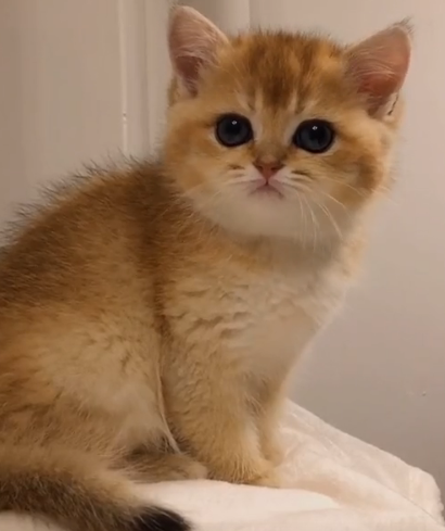 牛奶是只猫图4
