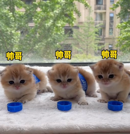 牛奶是只猫图5
