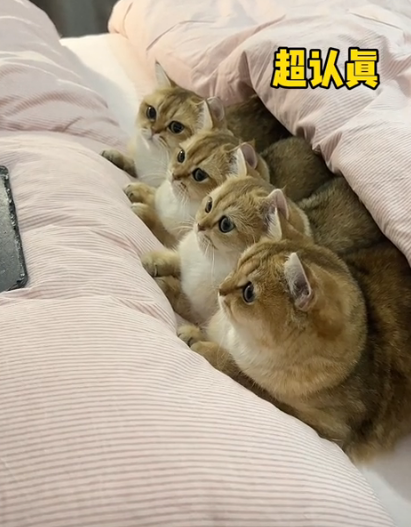 牛奶是只猫图6