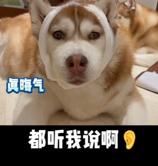 哈礼鹿呀图3