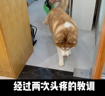 哈礼鹿呀图4