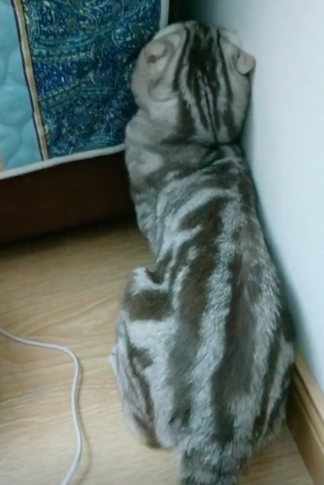 喵小汪图6
