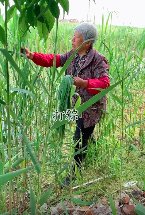 小小小海星图4