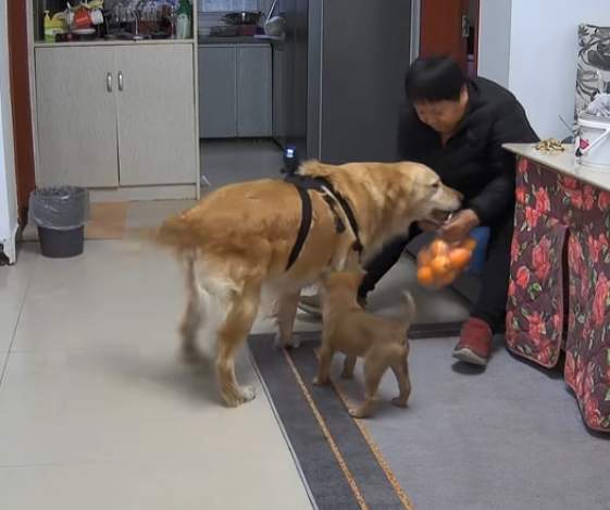 我是拉不拉金图5