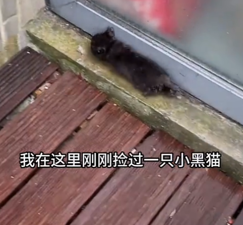 柿子菌meow图6
