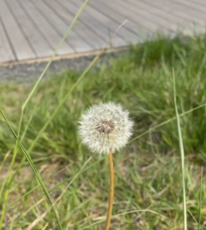 大盛植物说图3