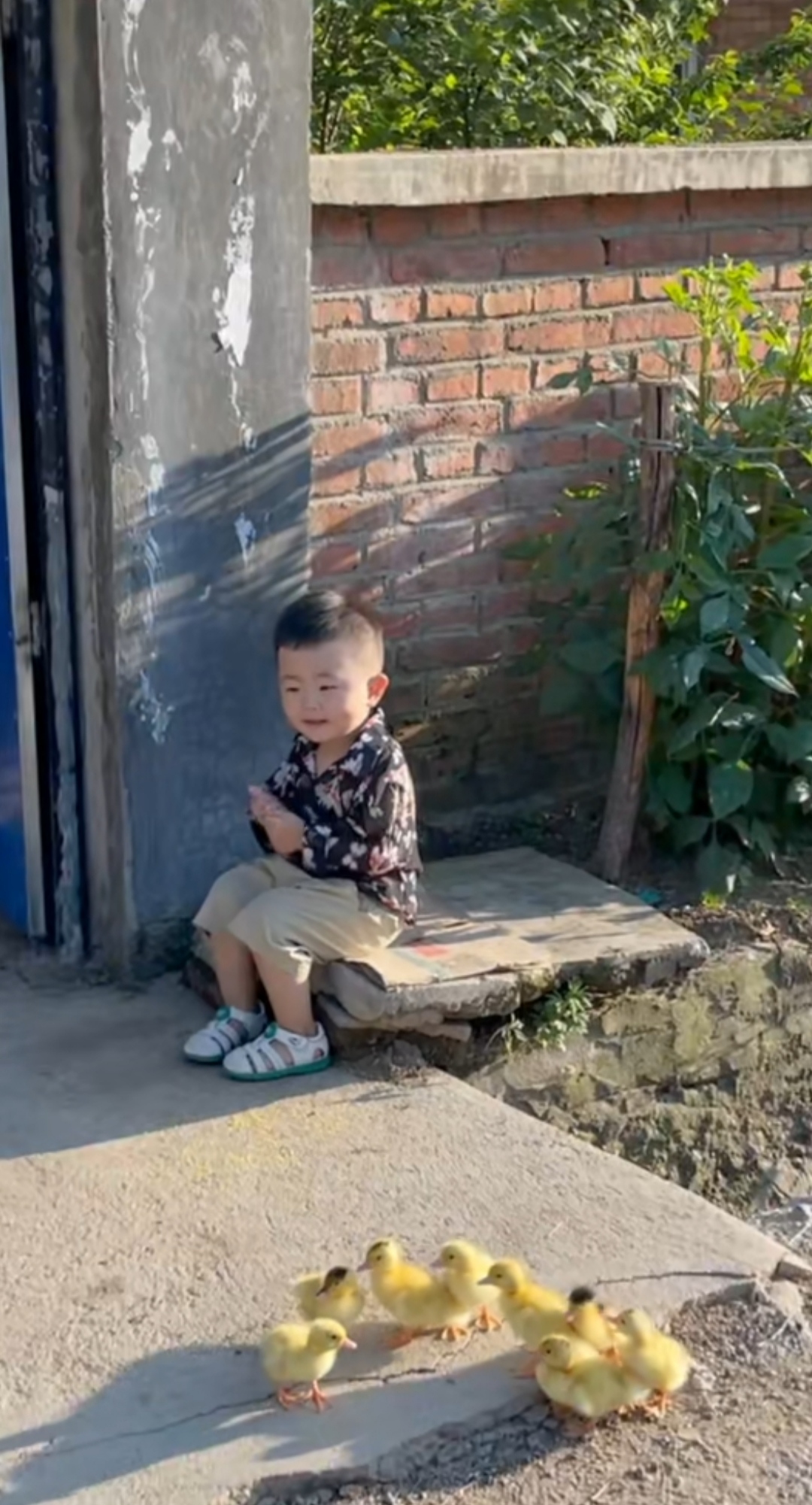 多肉小盆友图2