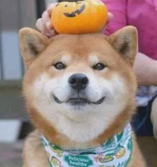 朴弟