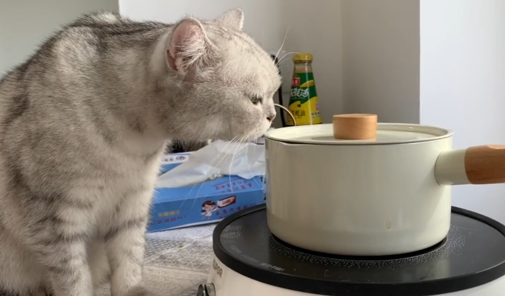 料理猫王图4