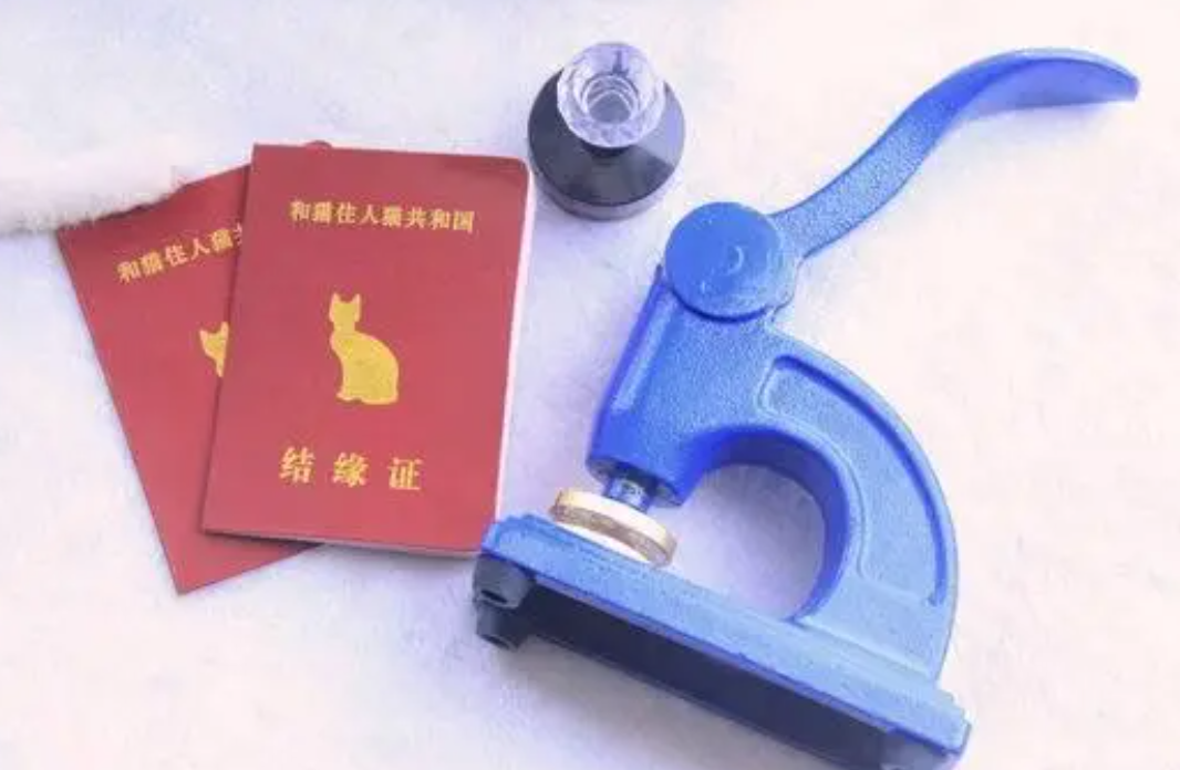和猫住图2