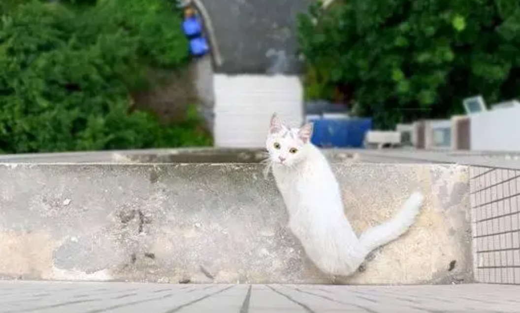 和猫住图3