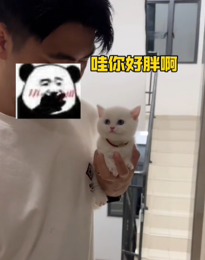 果冻是只可爱猫图2