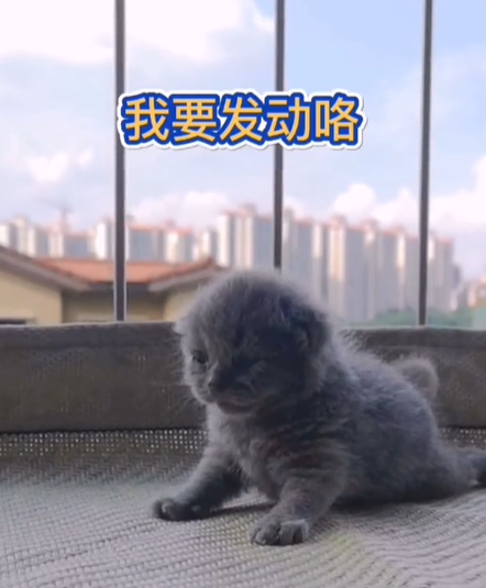 果冻是只可爱猫图3