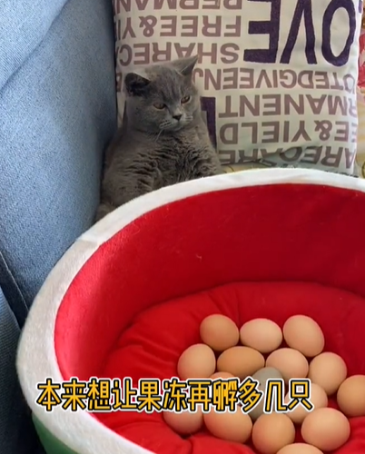 果冻是只可爱猫图4